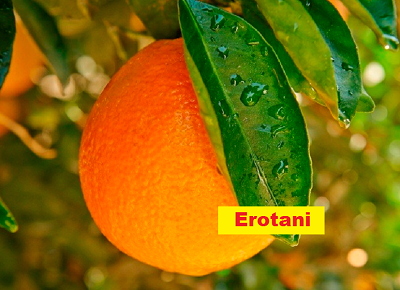 Panduan lengkap cara menanam jeruk sunkist mudah buah Panduan lengkap cara menanam jeruk sunkist mudah buah