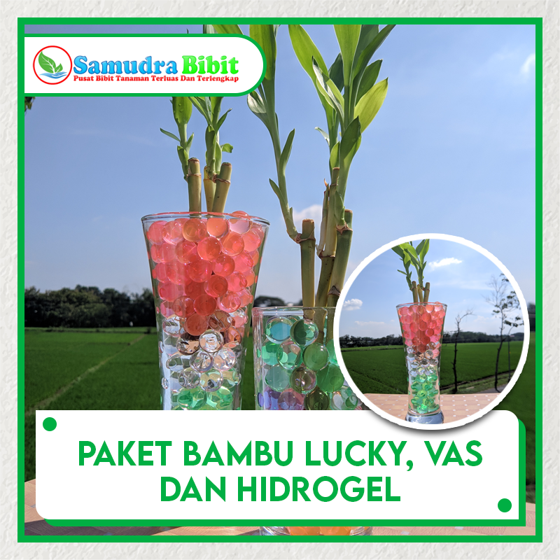 Paket Bambu  Lucky Vas Hias Hidrogel Warna  Warni 