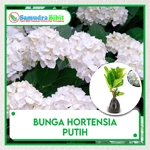  Bibit  Tanaman Bunga  Hortensia Putih 